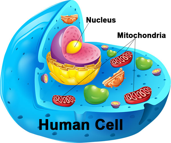 Mitochondria in human cell